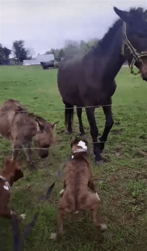 boxer electric fence donkey|dog touching electric fence.